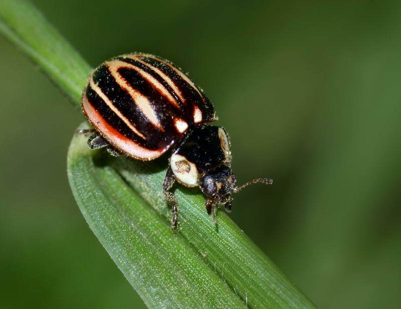 Myzia gebleri