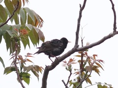 Sturnus vulgaris