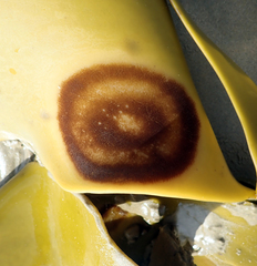 Herpodiscus durvilleae