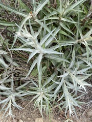 Stephanomeria cichoriacea