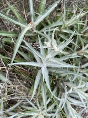 Stephanomeria cichoriacea