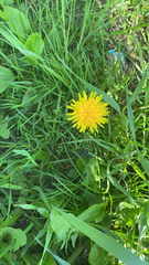 Taraxacum officinale