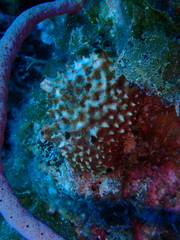 Ircinia felix