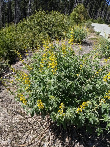 robust false-lupine (Thermopsis robusta)