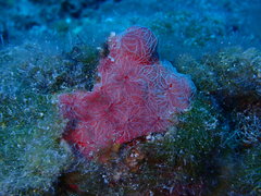 Clathria opalina
