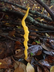 Clavulinopsis amoena