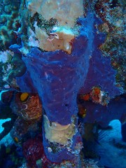 Halisarca caerulea