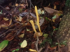 Clavulinopsis amoena