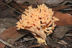 Ramaria capitata ochraceosalmonicolor