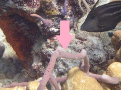 Callyspongia tenerrima