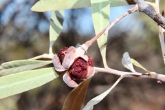 Alectryon oleifolius canescens