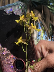 Oncidium ensatum