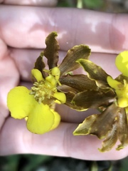 Oncidium ensatum