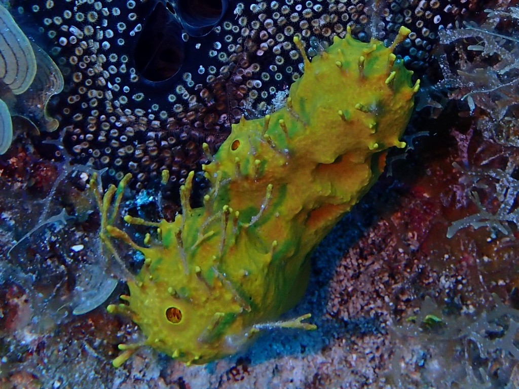 yellow-green candle sponge