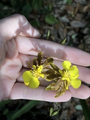 Oncidium ensatum