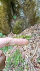 Bromus vulgaris