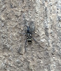 Chlorophorus macaumensis