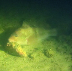 Notolabrus celidotus