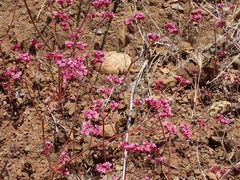 Chorizanthe staticoides