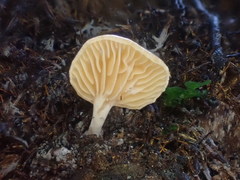 Panellus ligulatus