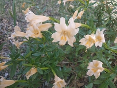 Diplacus grandiflorus