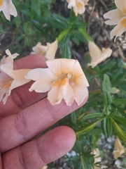 Diplacus grandiflorus