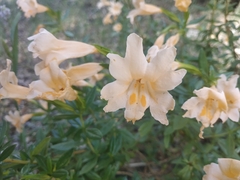 Diplacus grandiflorus