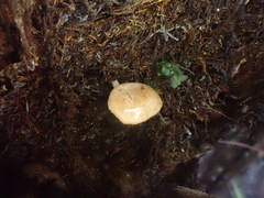 Panellus ligulatus