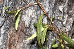 Billardiera cymosa