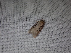 Semioscopis packardella