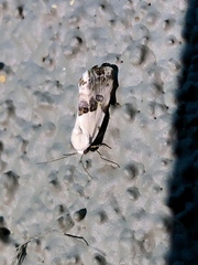 Ponometia acutus