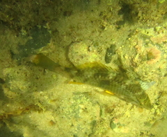 Notolabrus celidotus