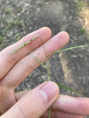 Eriochloa pseudoacrotricha