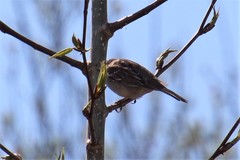 Zonotrichia leucophrys