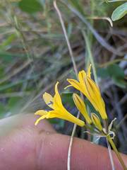Triteleia crocea