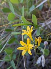 Triteleia crocea