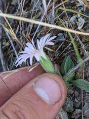 Silene hookeri