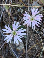 Silene hookeri