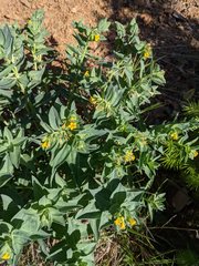 Lithospermum californicum