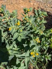 Lithospermum californicum
