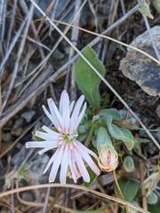Silene hookeri