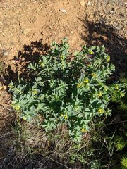 Lithospermum californicum