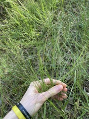 Panicum simile