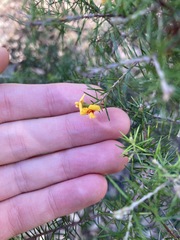 Dillwynia sieberi