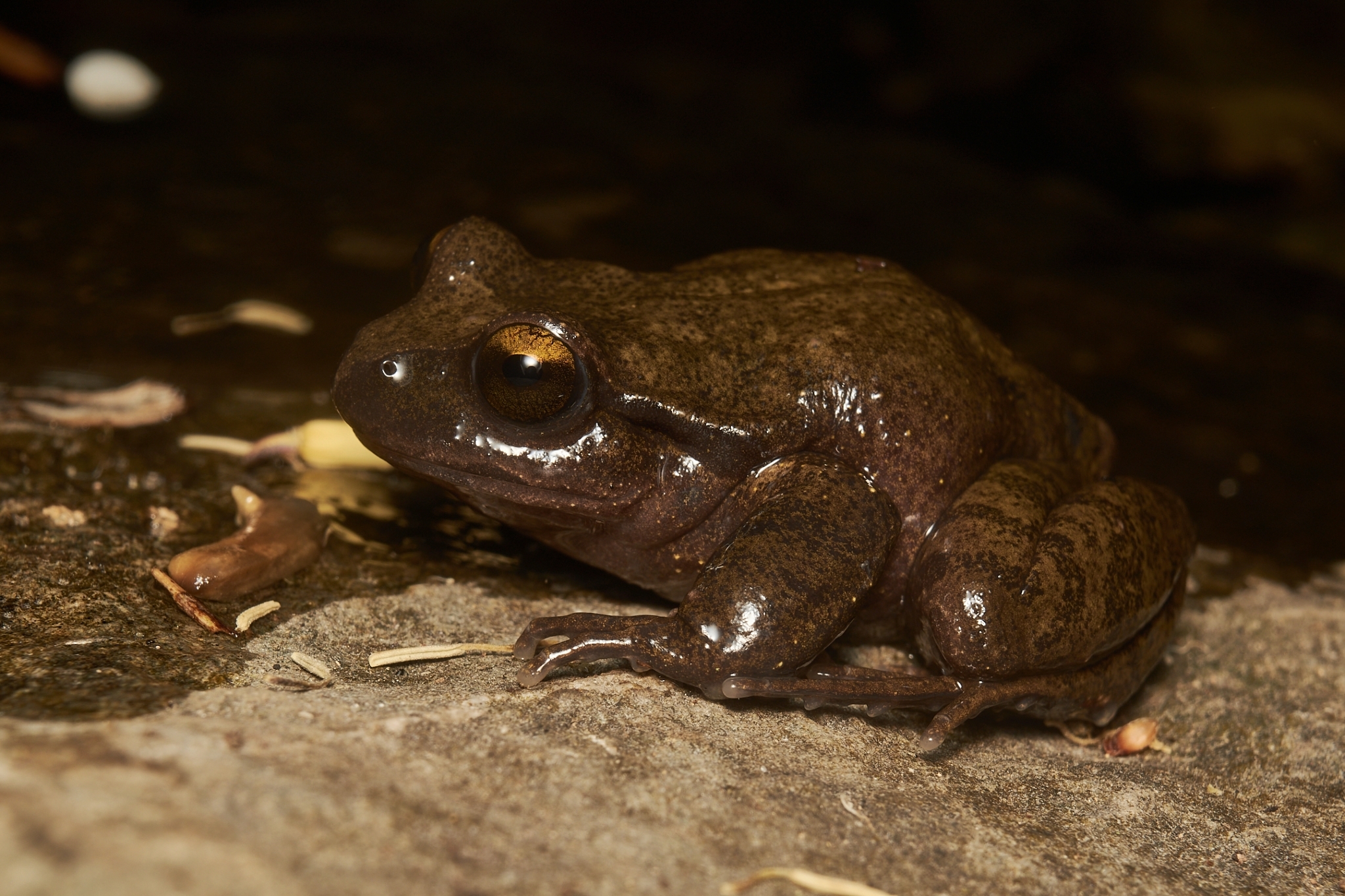 Alsodes cantillanensis Charrier, Correa-Quezada, Castro & Méndez-Torres, 2015