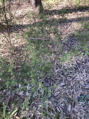 Dillwynia sieberi