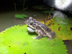 Incilius coccifer