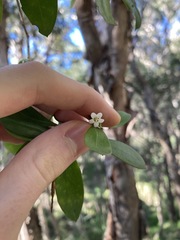 Myoporum boninense