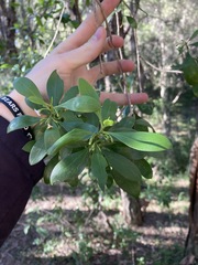 Myoporum boninense