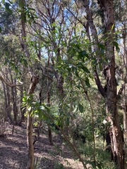 Myoporum boninense